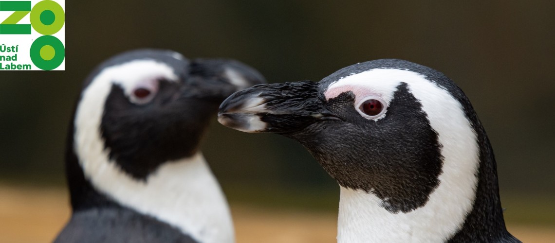 tučnáci brýloví.jpg